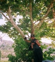 ������ 2003 ������ �����